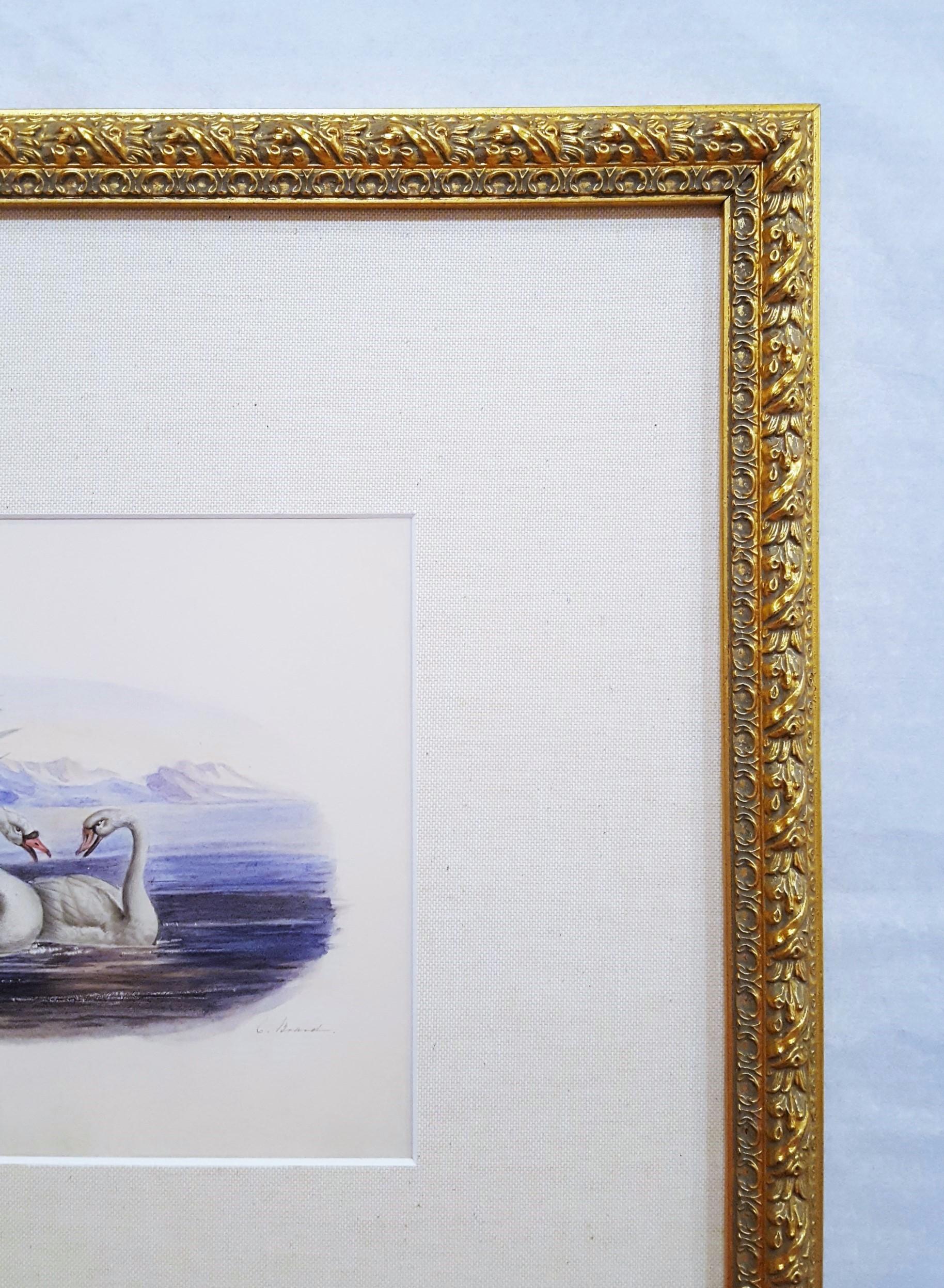 Cigni /// Antico Artista Femminile Uccello Ornitologia Animale Paesaggio Acquerello Arte in vendita 5