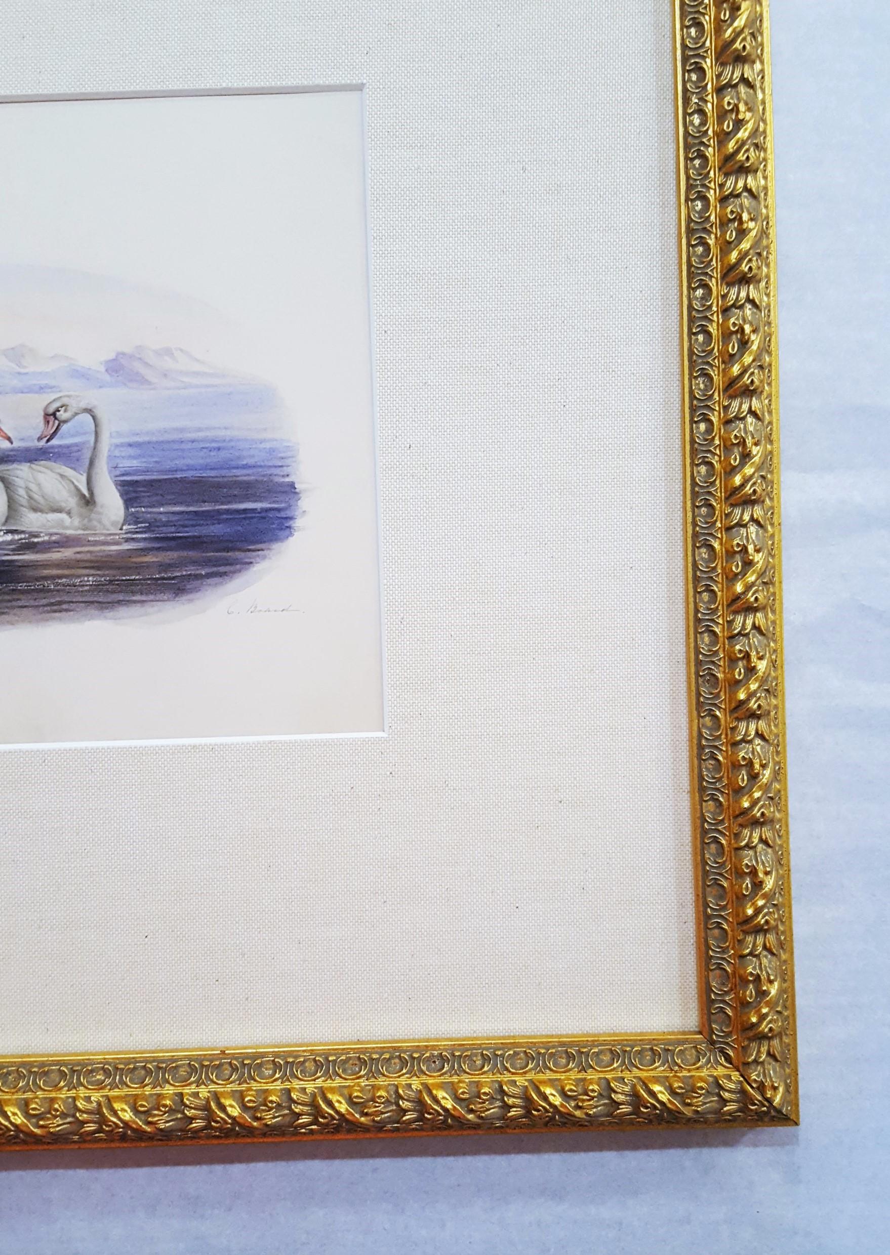 Cigni /// Antico Artista Femminile Uccello Ornitologia Animale Paesaggio Acquerello Arte in vendita 6