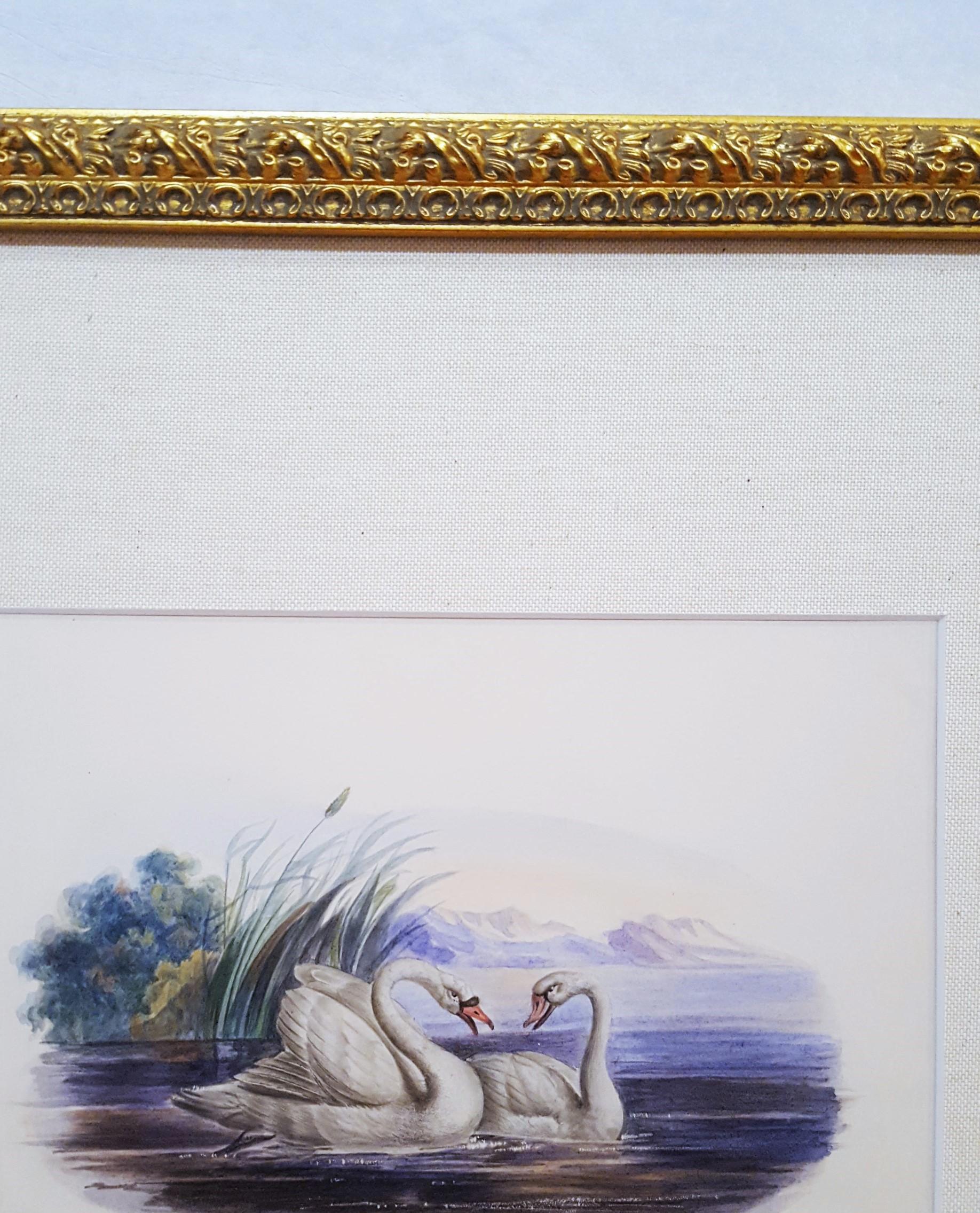 Cigni /// Antico Artista Femminile Uccello Ornitologia Animale Paesaggio Acquerello Arte in vendita 7