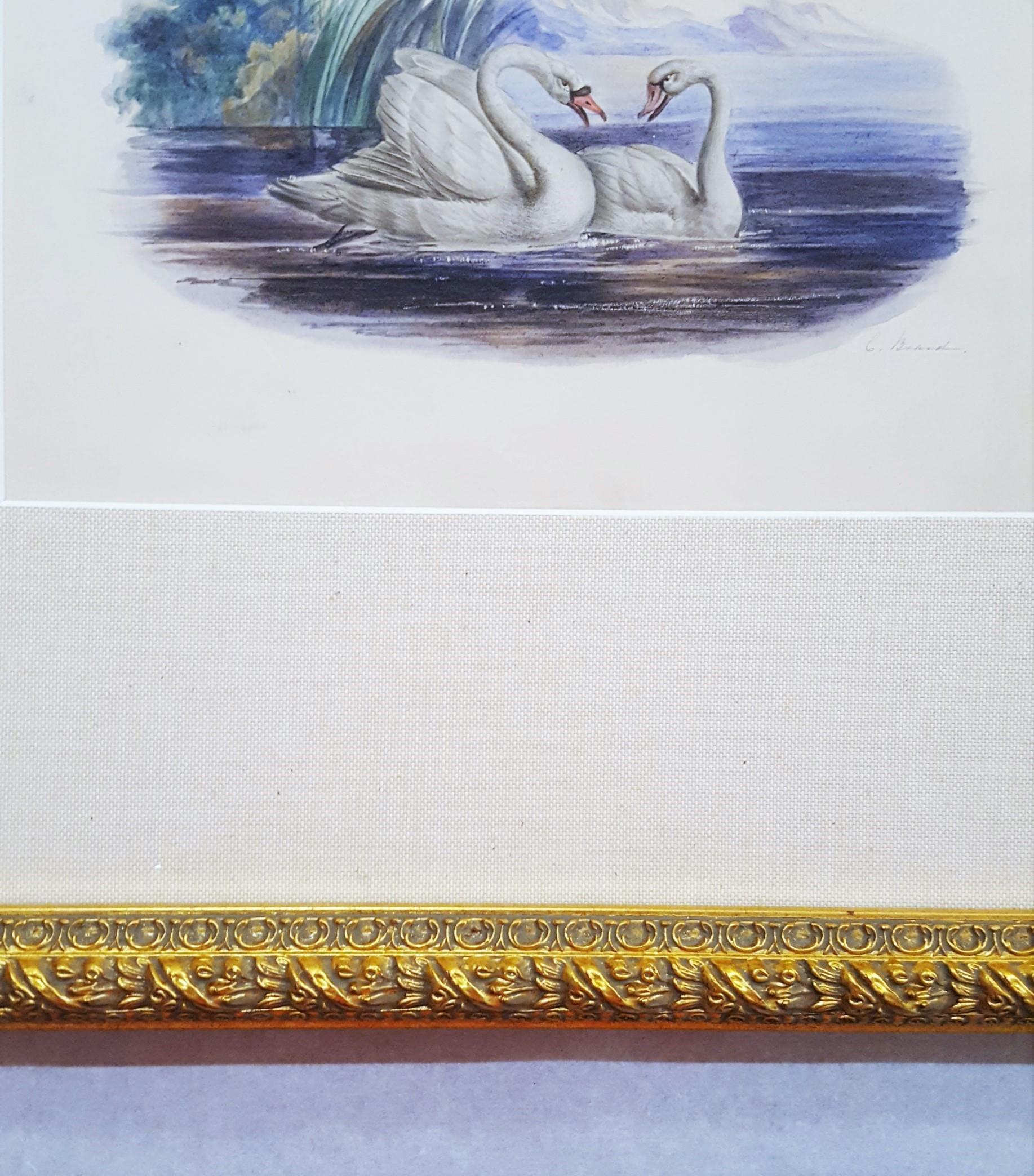 Cigni /// Antico Artista Femminile Uccello Ornitologia Animale Paesaggio Acquerello Arte in vendita 8