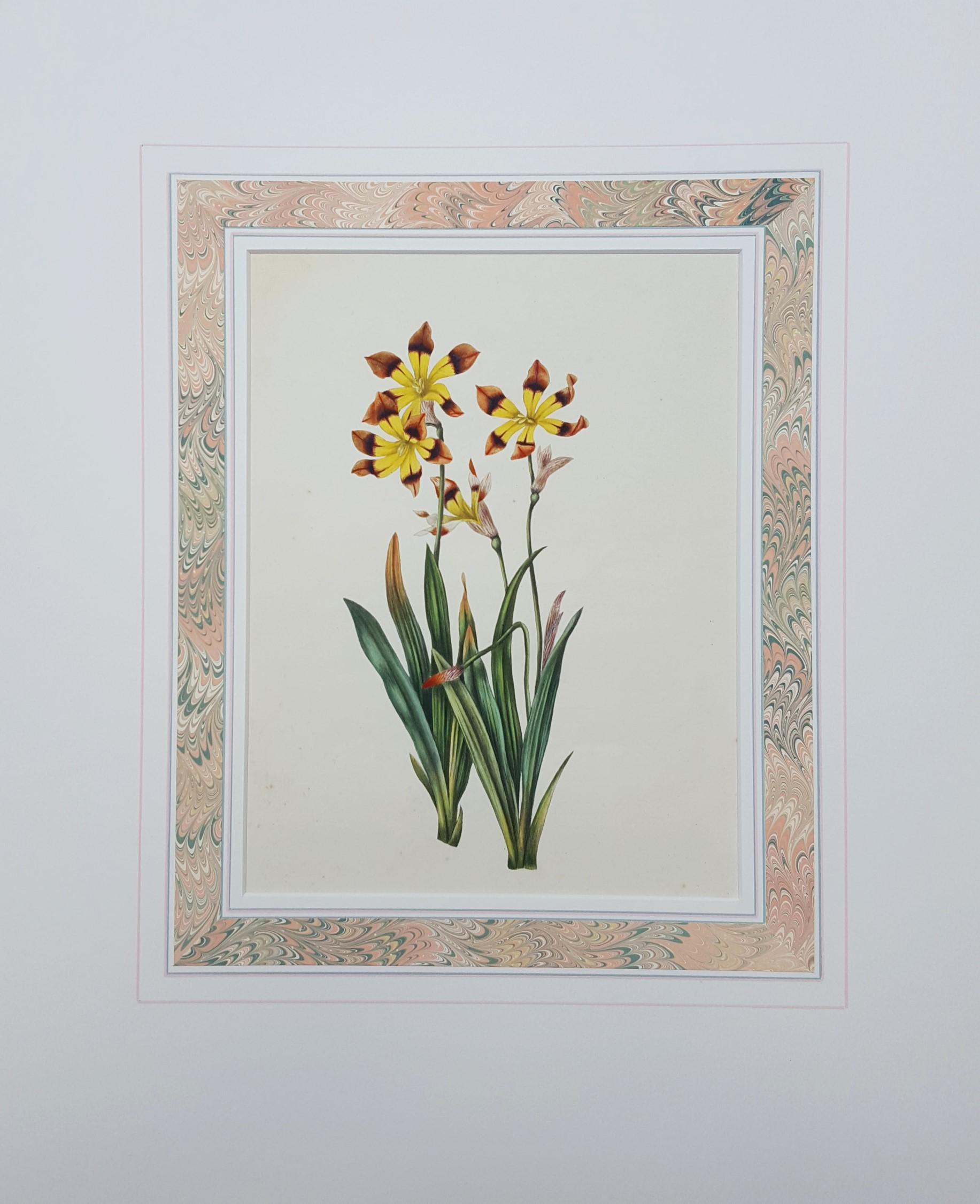 Three Coloured Ixia - Print by Miss Smith