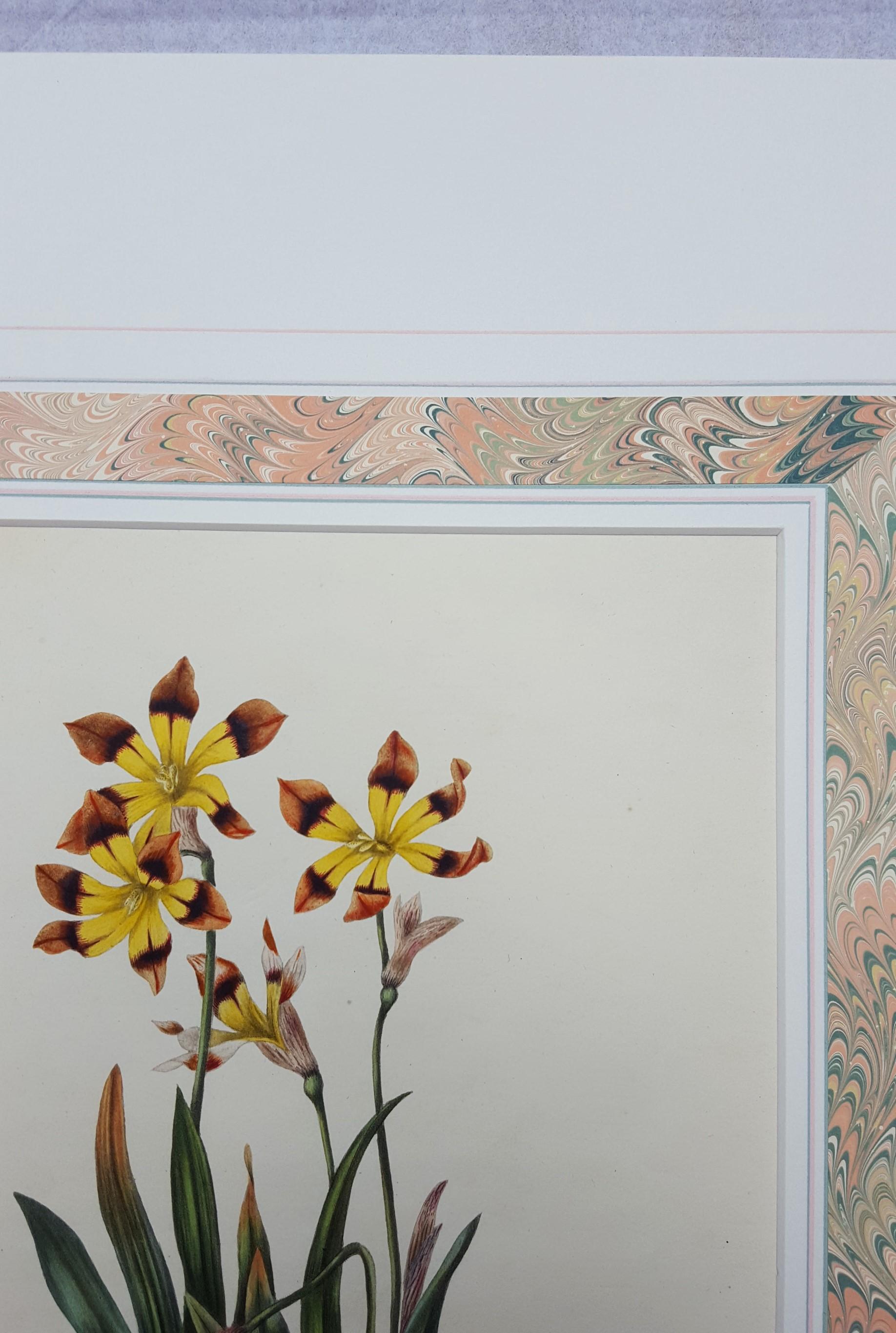 Three Coloured Ixia - Victorian Print by Miss Smith