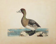 Scaup Pochard, Female