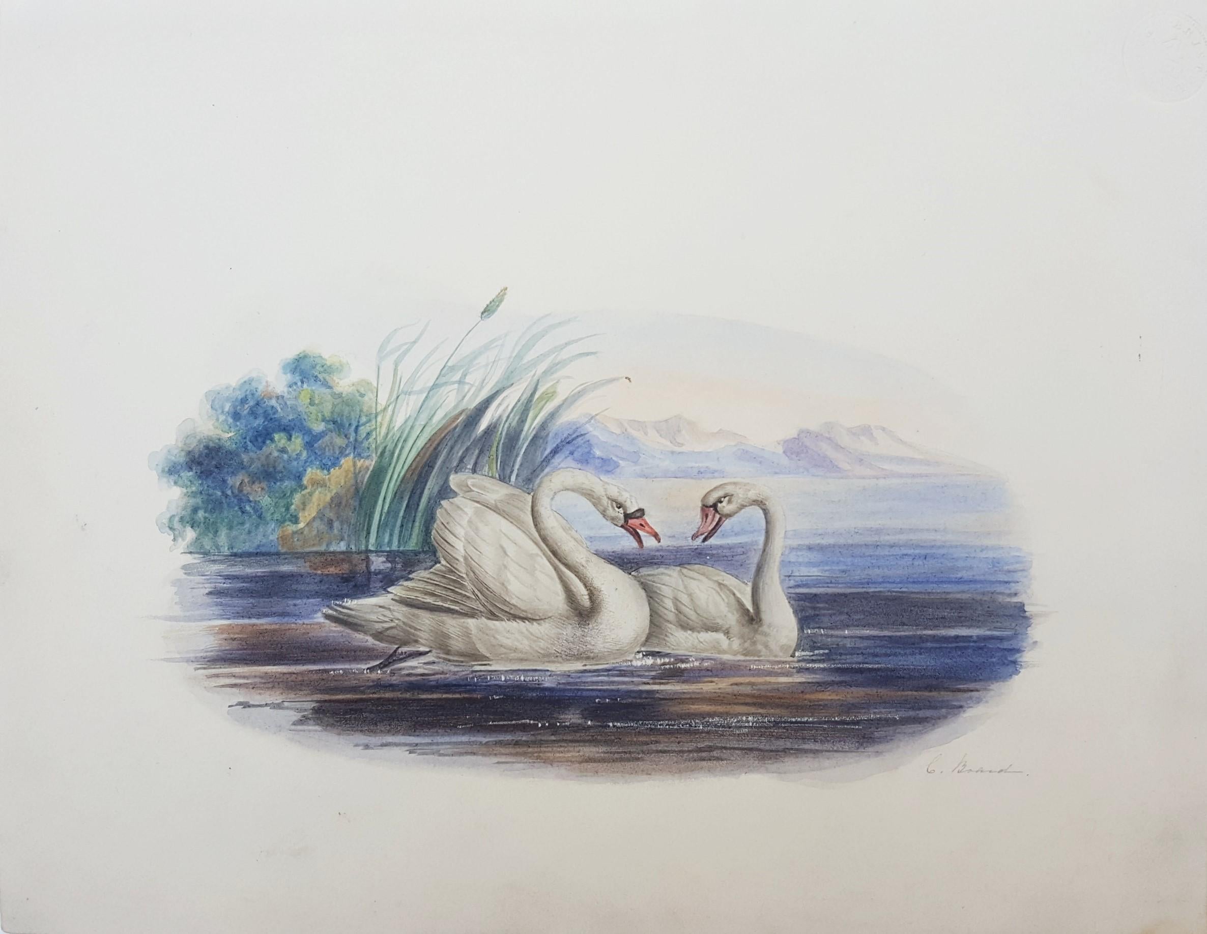 swans for sale