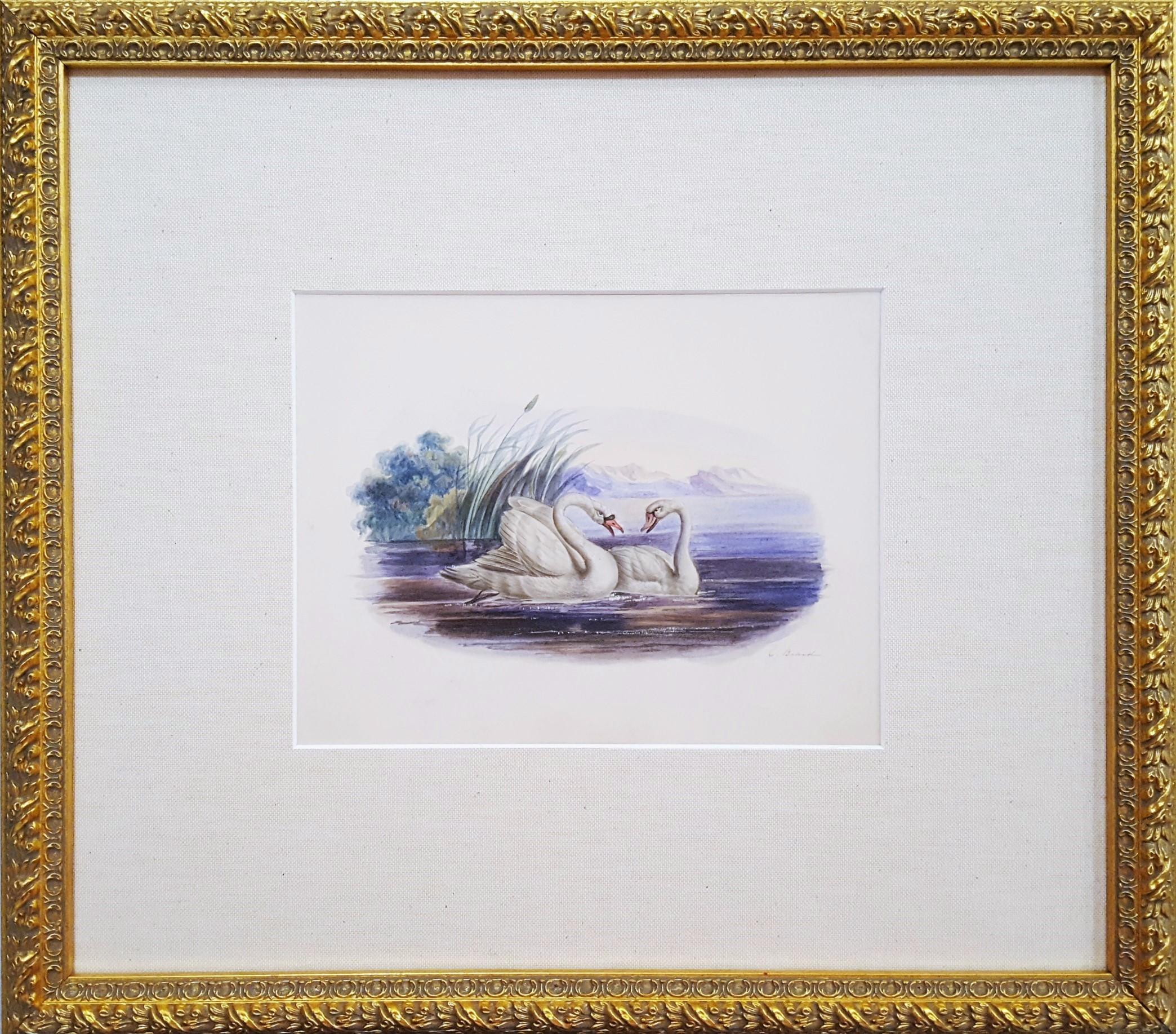 Swans /// Artiste féminine d'antiquités Oiseaux Ornithologie Paysage animal aquarelle - Gris Animal Art par  Catherine Board