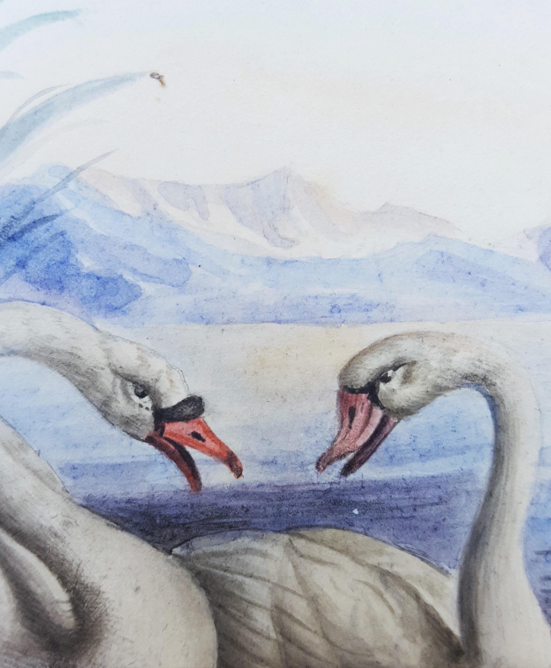 Swans /// Antique Female Artist Bird Ornithology Animal Landscape Watercolor Art For Sale 7
