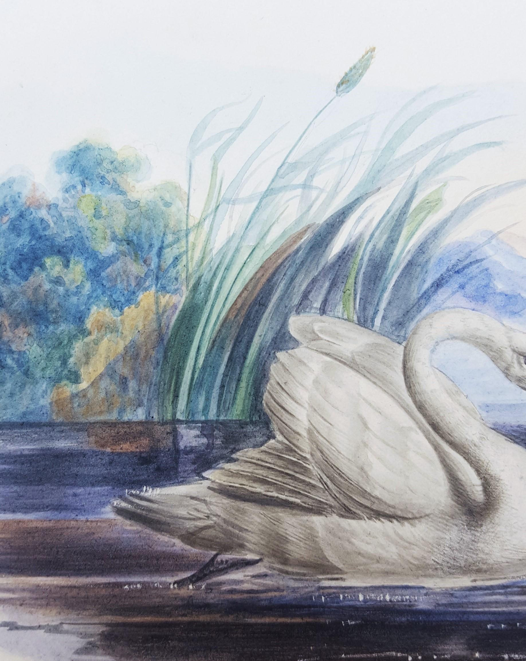 Swans /// Artiste féminine d'antiquités Oiseaux Ornithologie Paysage animal aquarelle en vente 9