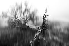 Murder Of The Tree Of Souls (28 x 42") - Album: Tears Of Mother Earth - B&W