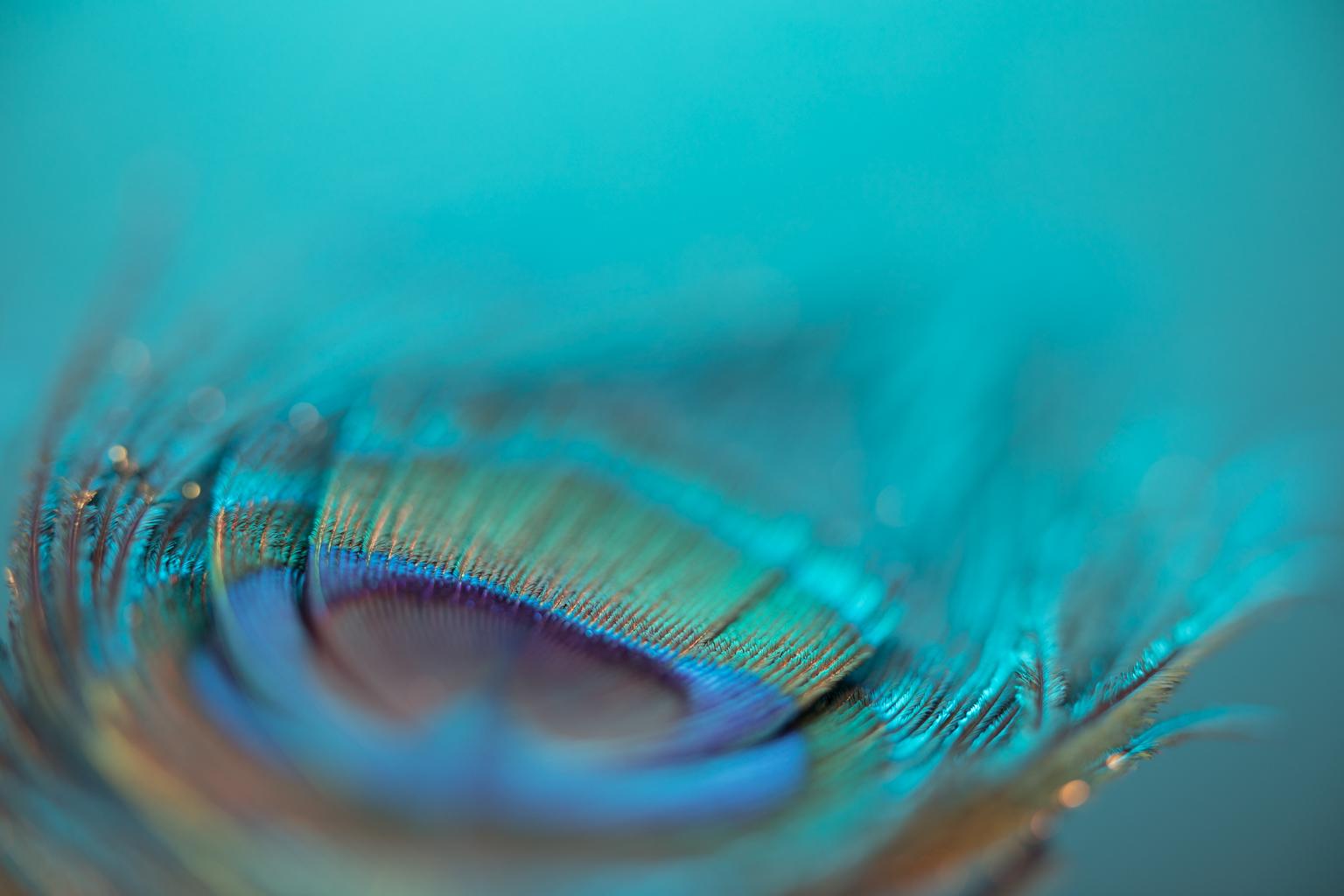Ralph Daher Color Photograph - Turquoise (48 x 72") - Album: Look No "Feather" - Contemporary - Peacock