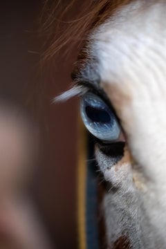 The Gaze (42 x 28") - Album: Stallion - Horses