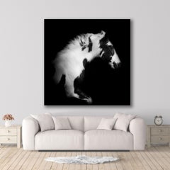 BW (24 x 24") - Album: Stallion - Horses - Black & White