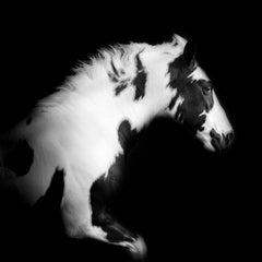 BW (24 x 24") - Album: Stallion - Horses - Black & White