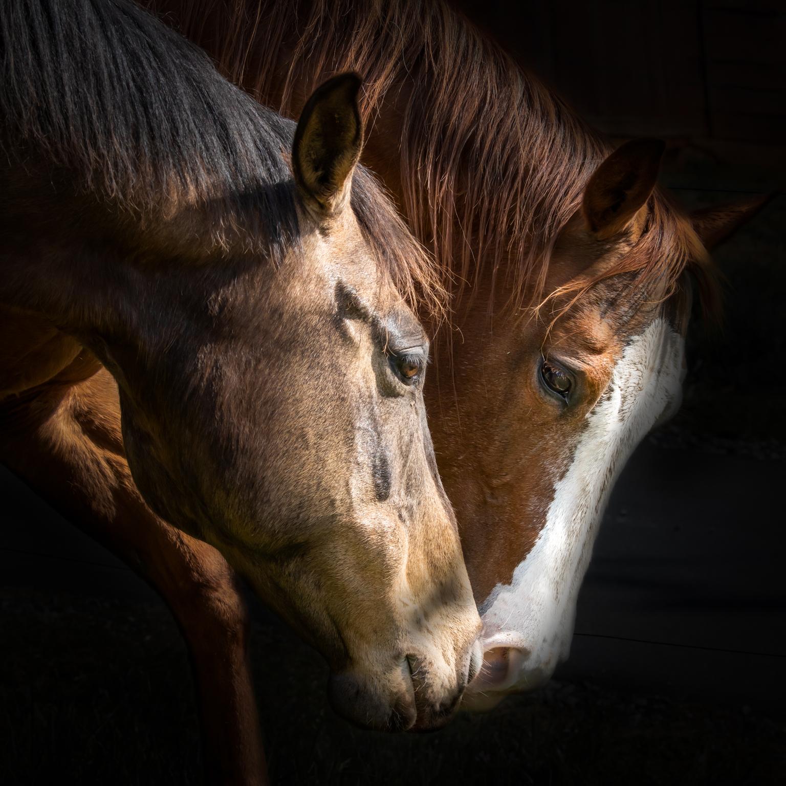 Ralph Daher Portrait Photograph - Friends Never Say Goodbye (36 x 36") - Album: Stallion - Horses