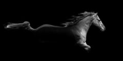 The Black Stallion (36 x 72") - Album: Stallion - Horses