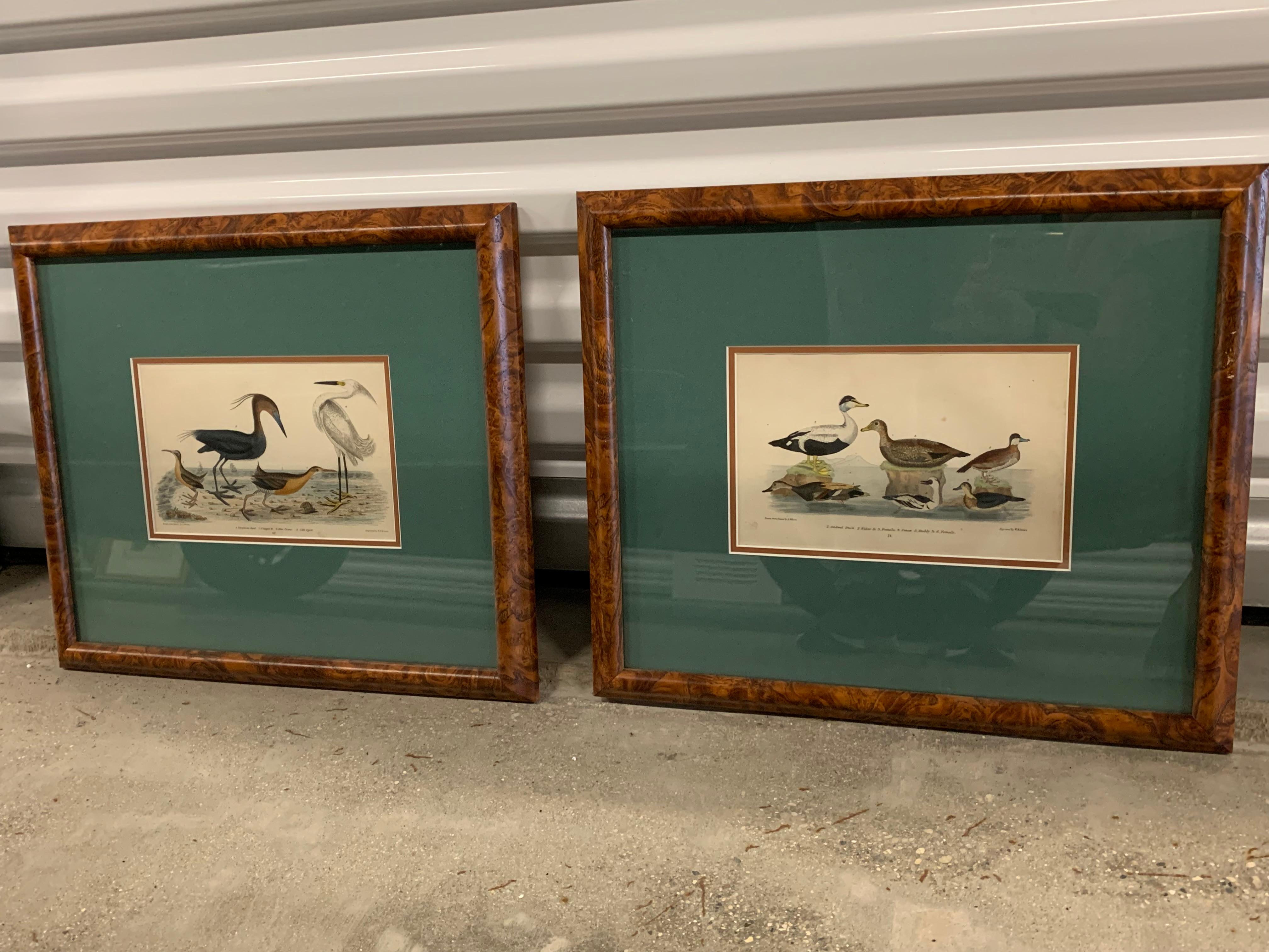 W.H. Lizars Animal Print - Lithograph Framed of Water Fowl,  A. Wilson and W.H.Lizars , a pair 