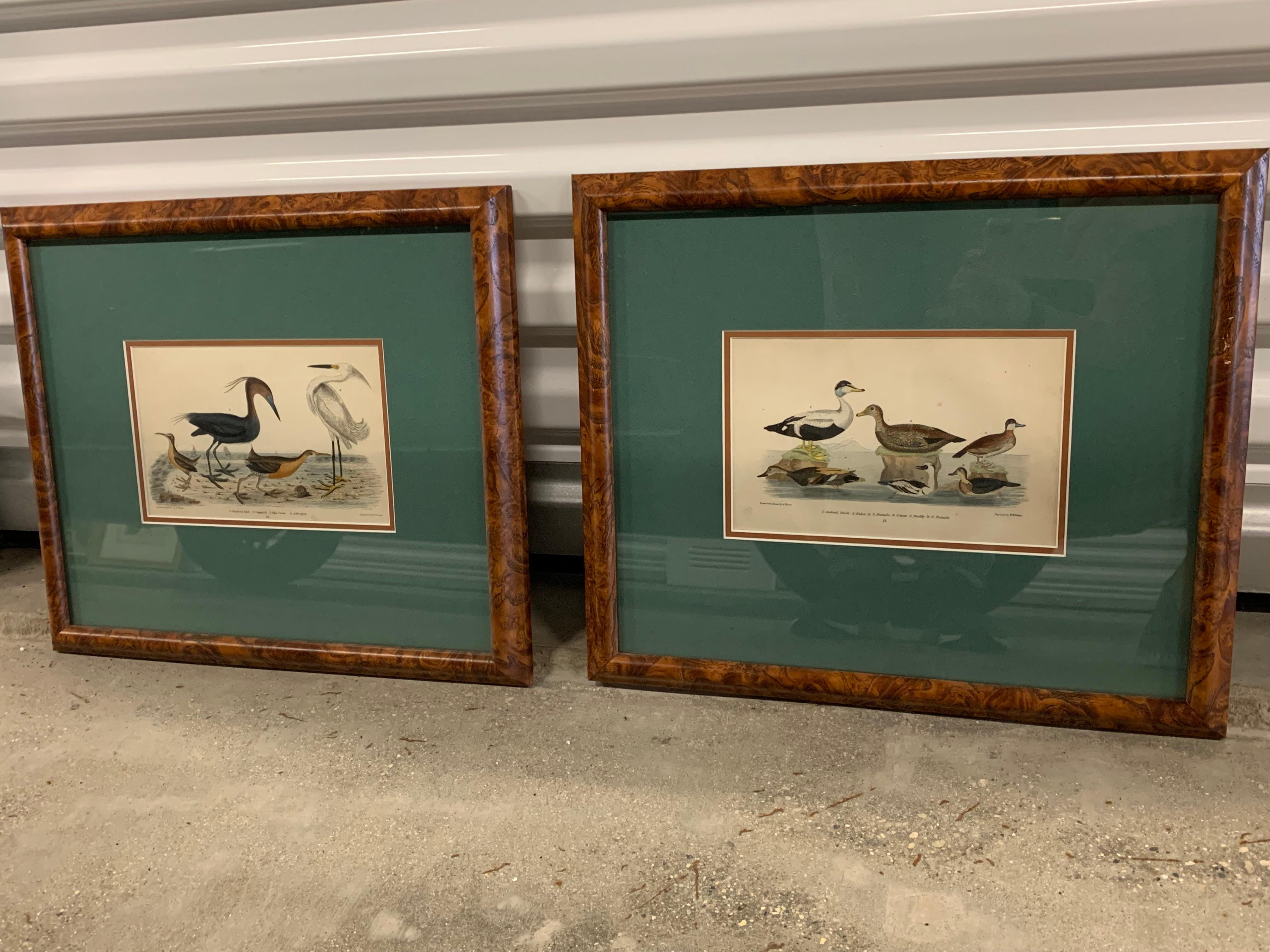Lithograph Framed of Water Fowl,  A. Wilson and W.H.Lizars , a pair  - Print by W.H. Lizars