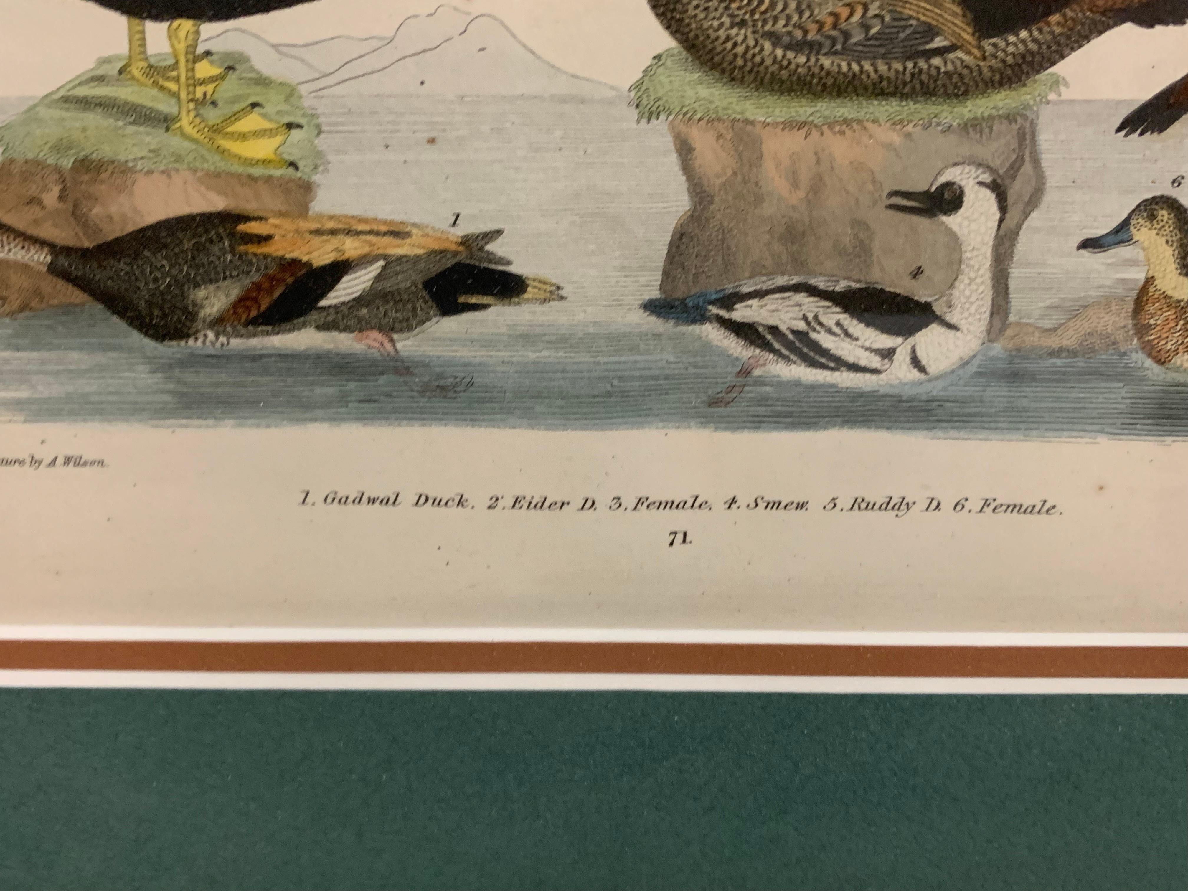 Lithograph Framed of Water Fowl,  A. Wilson and W.H.Lizars , a pair  - American Realist Print by W.H. Lizars