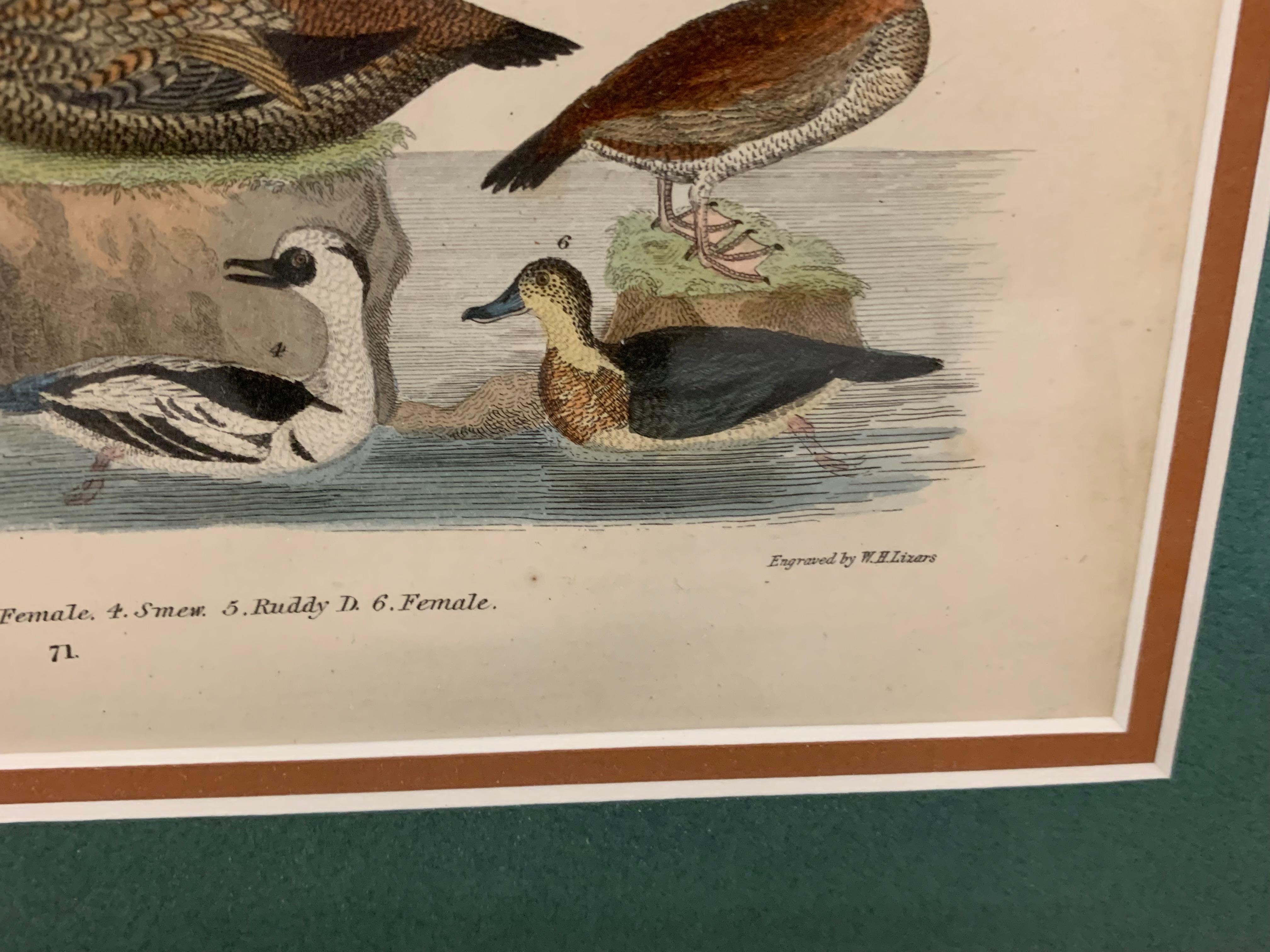 Lithograph Framed of Water Fowl,  A. Wilson and W.H.Lizars , a pair  - Brown Animal Print by W.H. Lizars