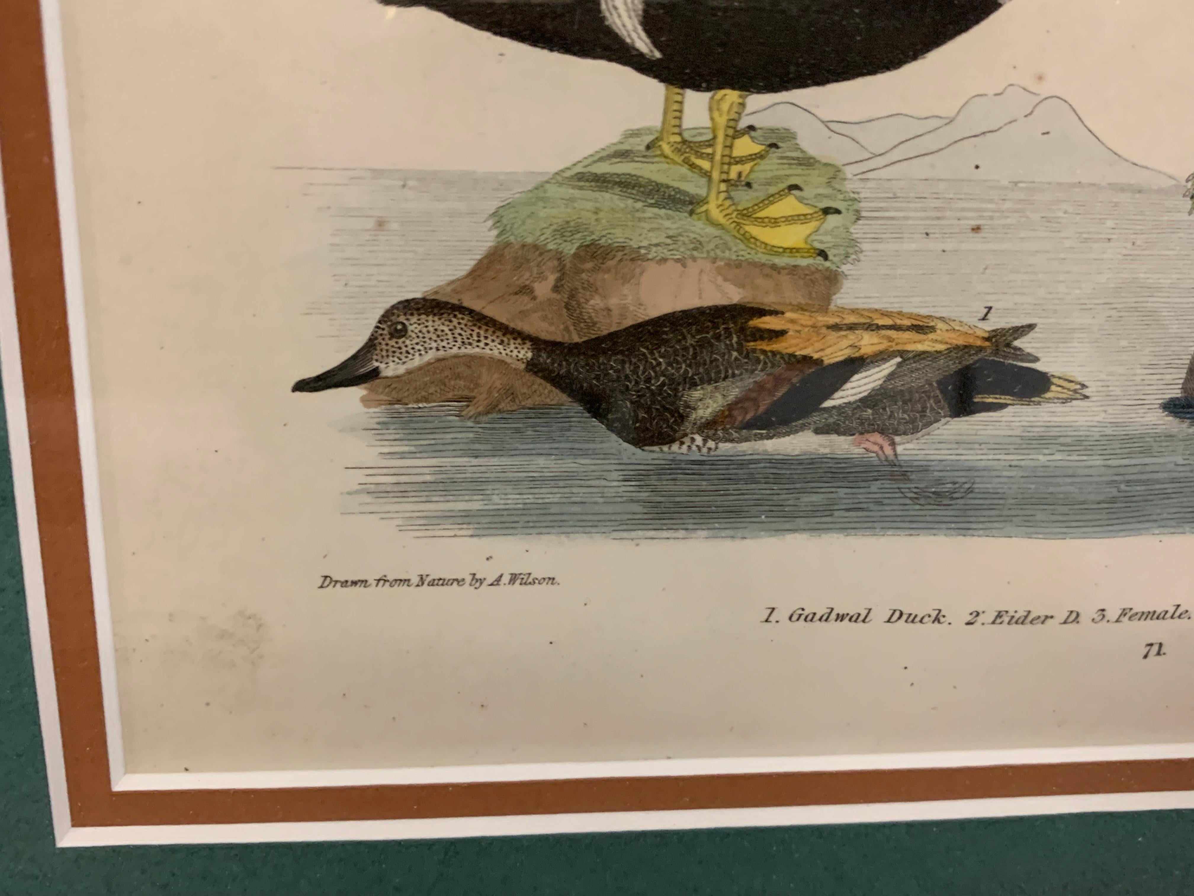 A pair of beautifully framed and matted colored etchings of water fowl. 
 Alexander Wilson is regarded as the 'father of American ornithology. He first worked in Scotland as a weaver and peddler and came to the United States in 1794, reportedly to