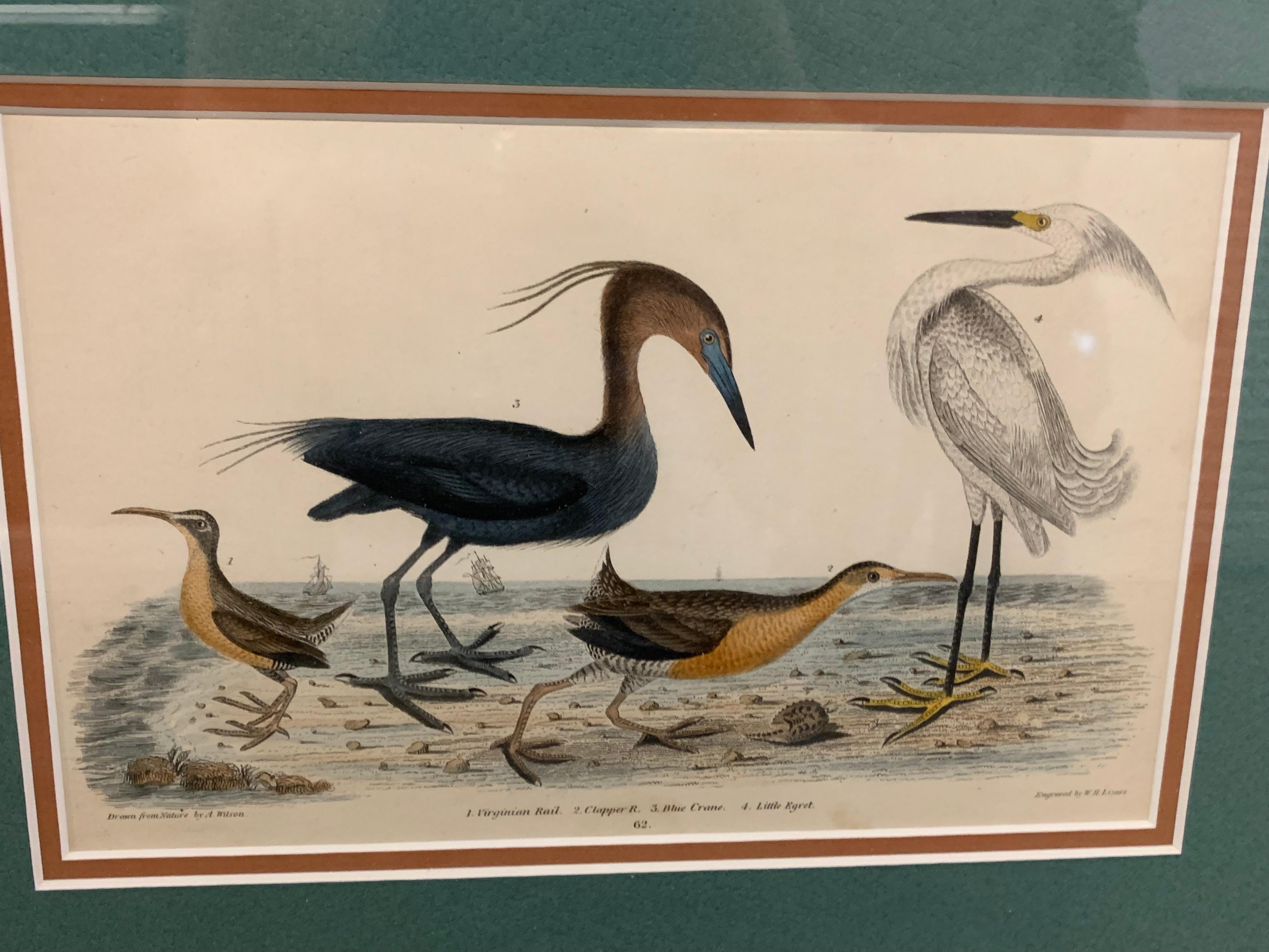 Lithograph Framed of Water Fowl,  A. Wilson and W.H.Lizars , a pair  For Sale 1