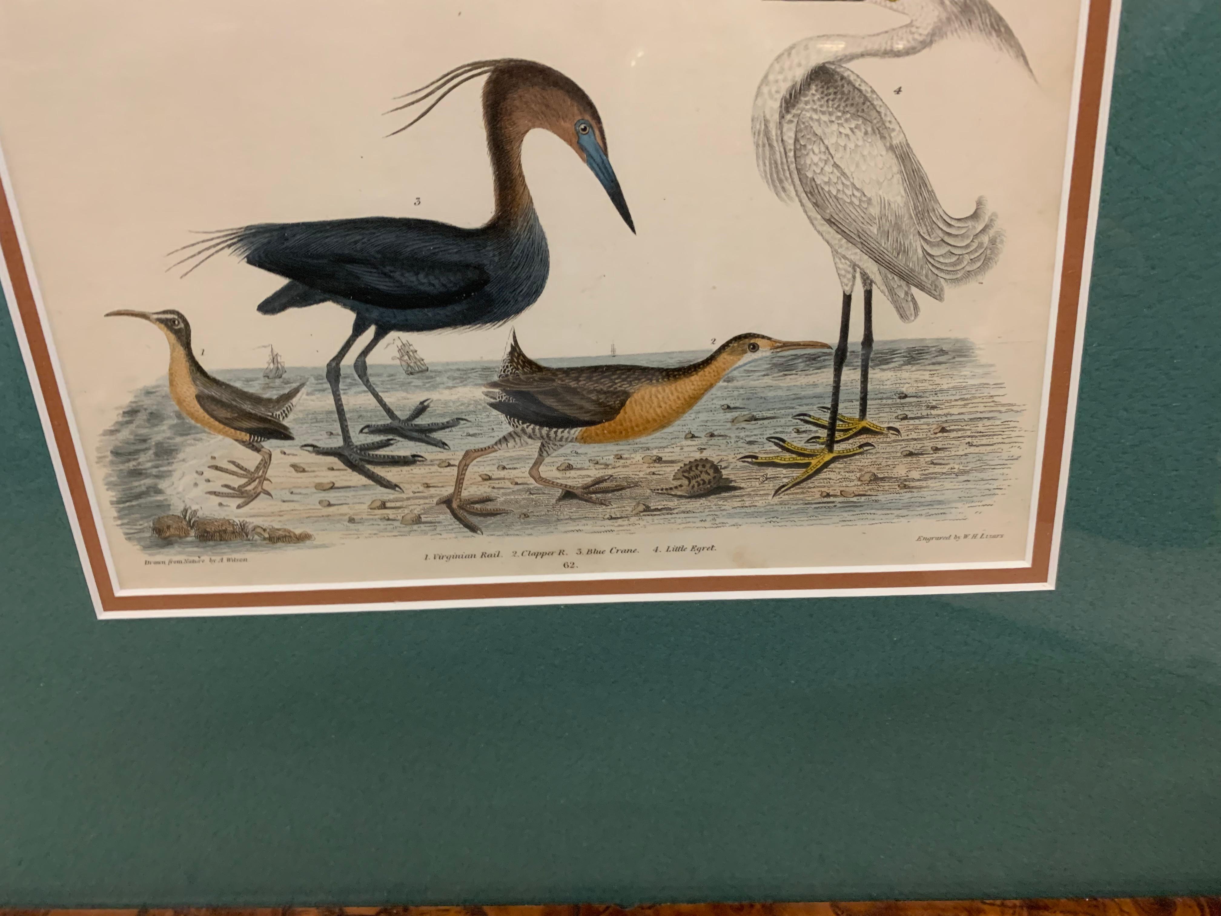 Lithograph Framed of Water Fowl,  A. Wilson and W.H.Lizars , a pair  For Sale 6