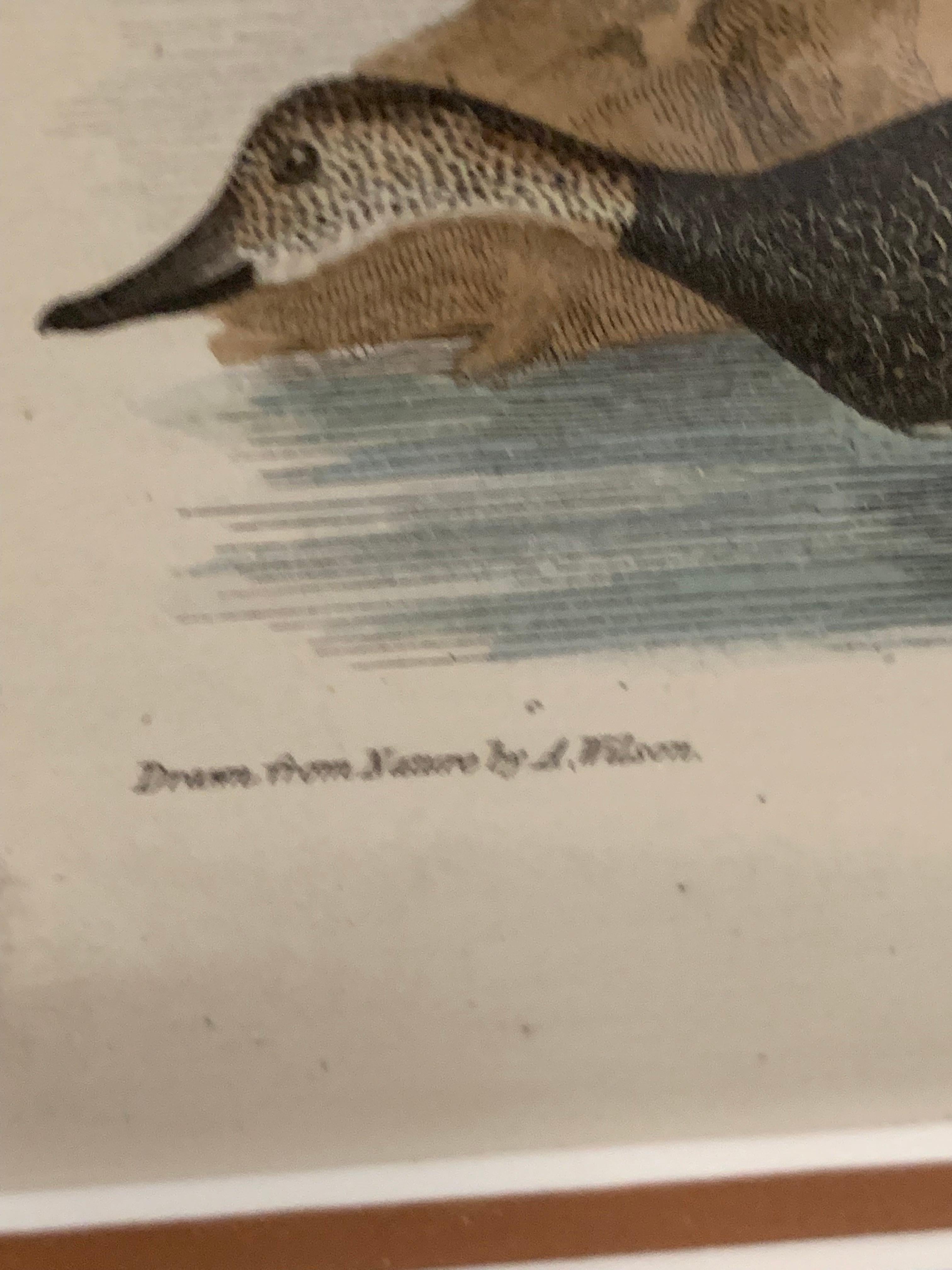 Lithograph Framed of Water Fowl,  A. Wilson and W.H.Lizars , a pair  For Sale 5