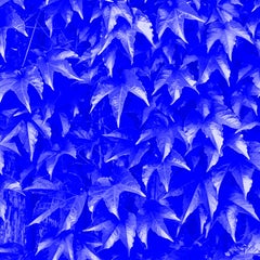 Foto del fogliame di "Edera blu"