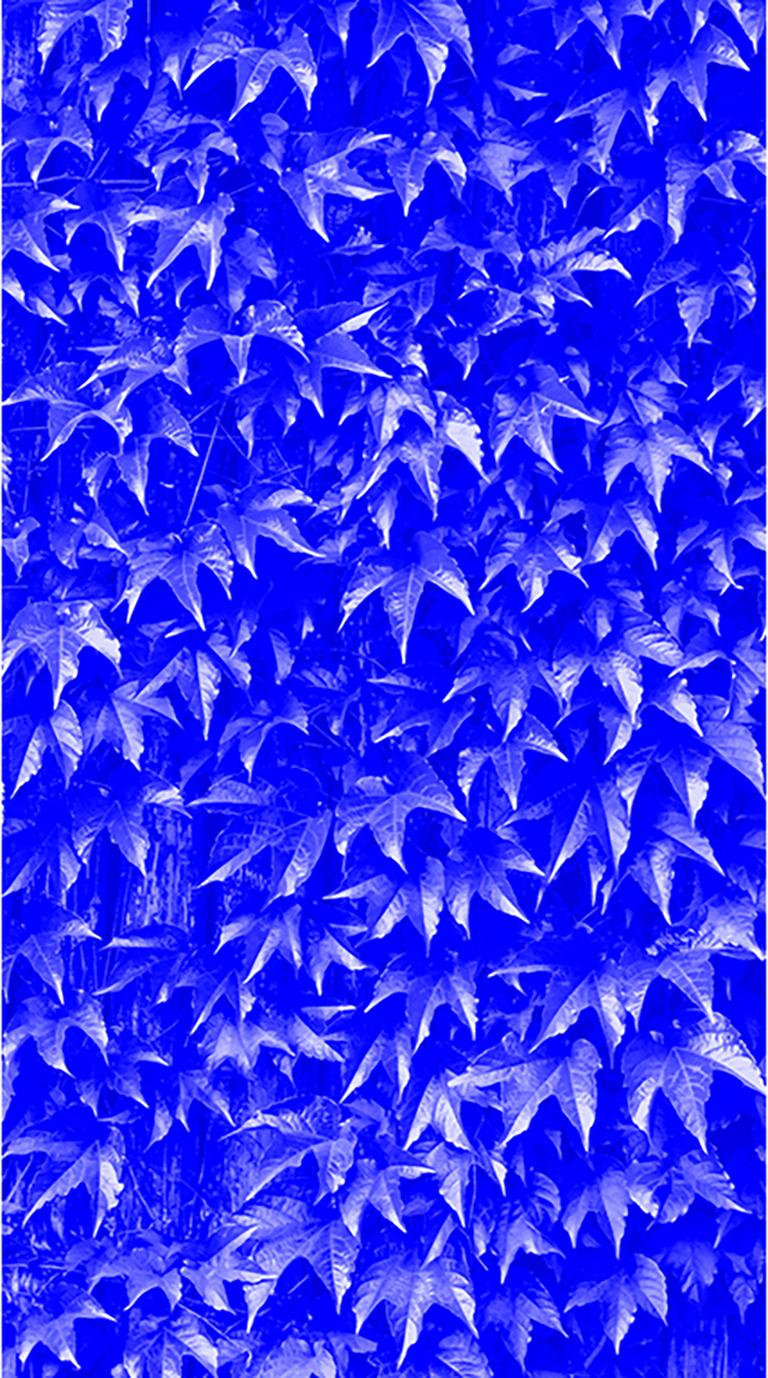 Claire Clarkson Color Photograph - "Blue Ivy" foliage leaves photograph 