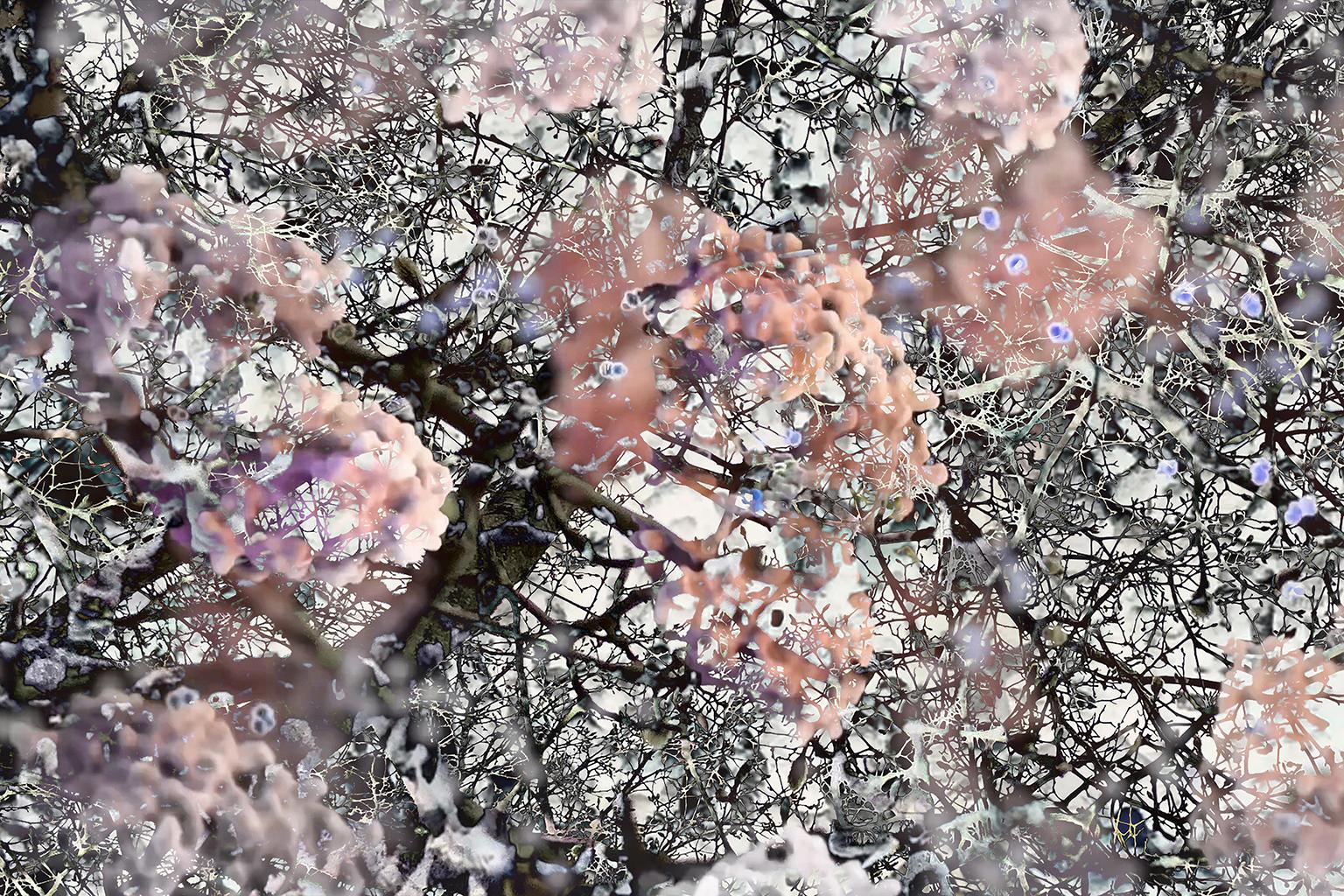 Costas Picadas Abstract Print – Mitosis 2 Rosa & Schwarz Großer abstrakter Natur- Bio-Entdeckungsdruck aus Acryl