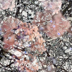 Mitosis 2 Rose Pink & Black Large Abstract Nature Bio Exploration Acrylic Print