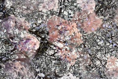 Mitosis 2 Pink & Black Giant Abstract Nature Bio Exploration Acrylic Print