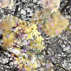 Mitosis 3 Yellow Black Extra Large Abstract Nature Bio Exploration Acrylic Print