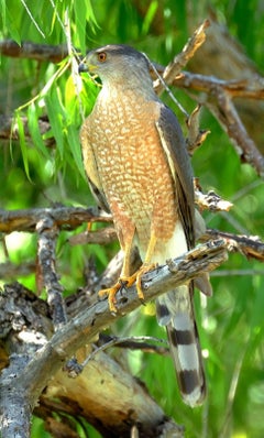 Used Commission Cooper’s Hawk, Contemporary Art, Sustainable Art, Reclaimed Wood  