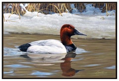 Daniel Dan Smith Original Oil Painting On Board Duck Bird Wildlife Signed Art