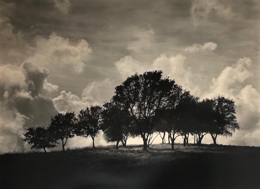 Phil Kember Black and White Photograph - Windy Hill, California Coast Oak Trees, Sepia Toned Silver Gelatin Hand Printed