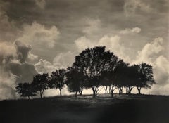 Windy Hill, California Coast Oak Trees, Sepia Toned Silver Gelatin Hand Printed