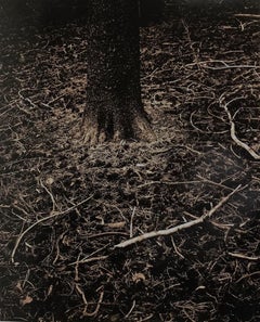Forest Floor, California Pine Trees, Sepia Toned Silver Gelatin