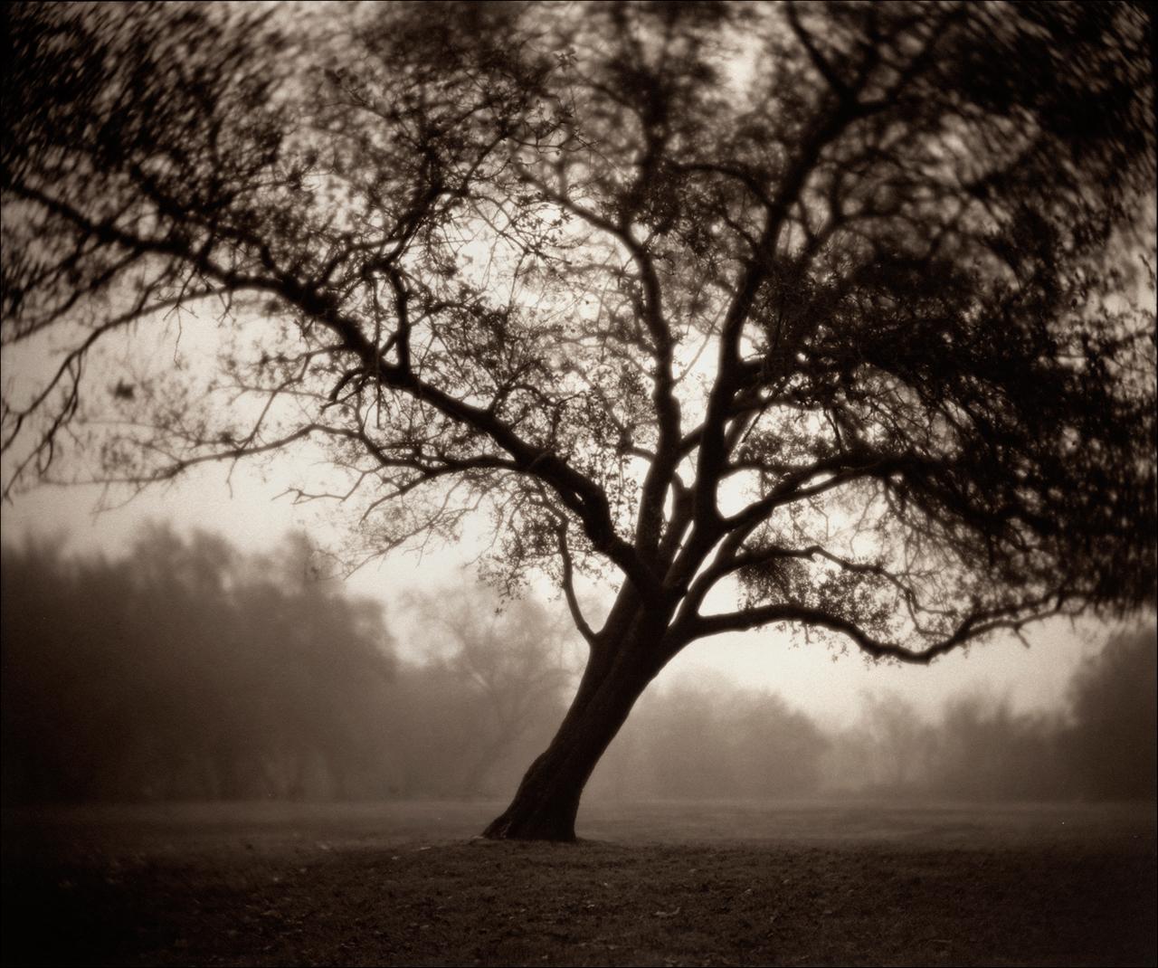 Kerik Kouklis Black and White Photograph - Tree, Goethe Park, Sacramento California