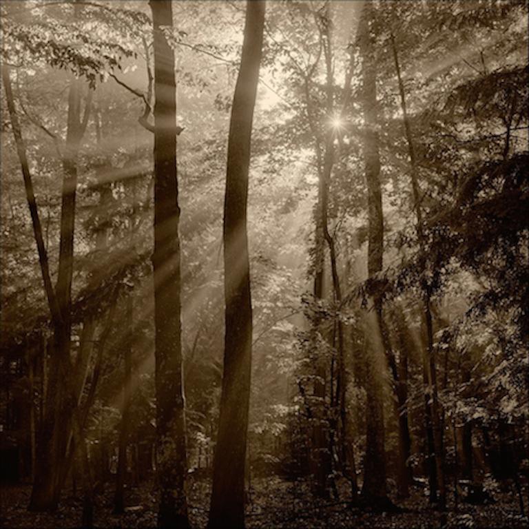 Kerik Kouklis Black and White Photograph - Trees Fog & Sun, Cross Village Michigan 2009