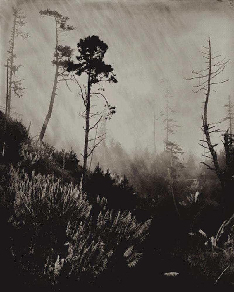 Kerik Kouklis Black and White Photograph - Trees Near Gualala, California 2011