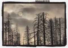 Burnt Trees & Sun, California