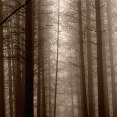 Redwoods, California Square. Platinum Photograph, Black and White Landscape Tree