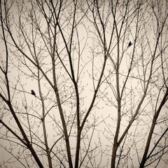 Two Birds, Platinum Photograph, Black and White Landscape Photograph, Nature