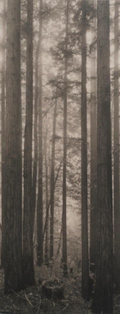 The Missing Tree, Redwoods California, Black and White Landscape Photograph