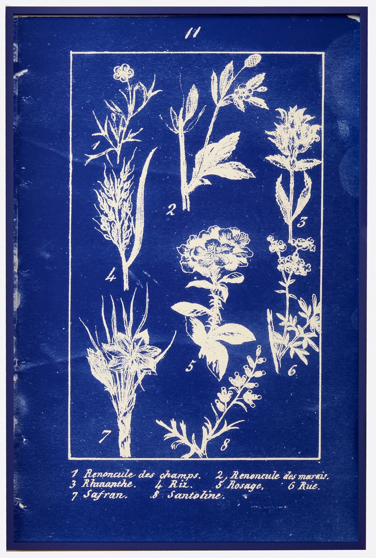 Penelope Stewart Color Photograph - Plate 11, Novelle Botanique, diazotype custom blue frame