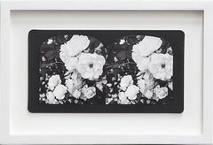 Ruin Gazing, No:004, Iceberg Roses, framed stereoscopic cards