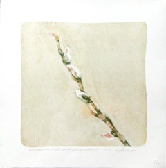 Salix Discolor male Inflorescence Pussy Willow #2 stone litho acid tint pochoir