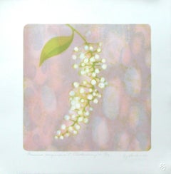Prunus Virginiana (Chokecherry) #1 stone litho acid tint and pochoir 