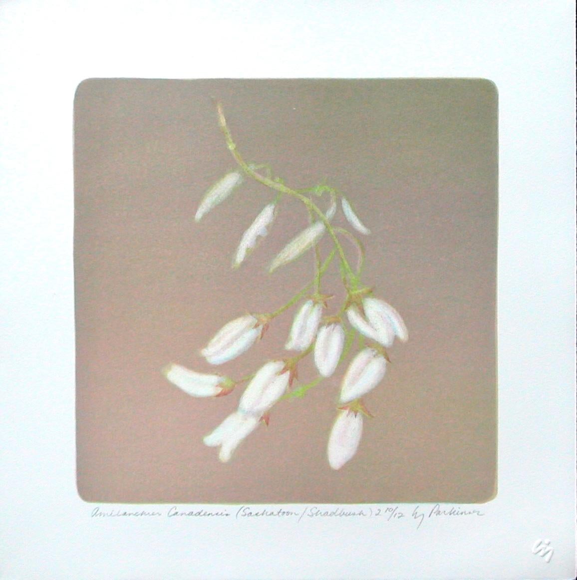 Liz Parkinson Landscape Print - Amelanchier Canadensis(Saskatoon/Shadbush)#2 stone litho acid tint pouchoir