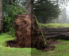 Felled, framed, extra large horizontal archival photograph